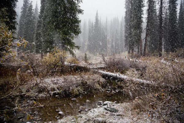 Prima nevicata — Foto Stock