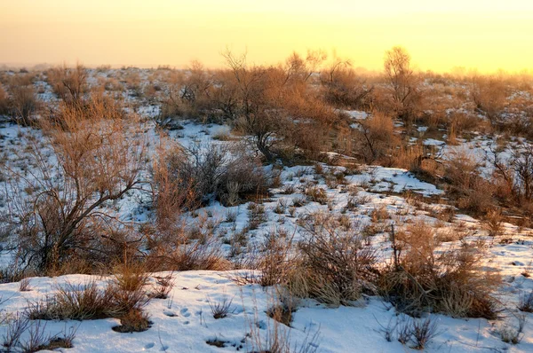 Deserto invernale — Foto Stock
