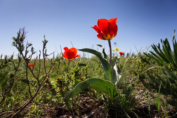 Tulipa selvagem — Fotografia de Stock