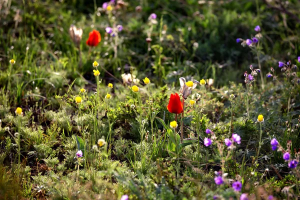 Tulipas selvagens — Fotografia de Stock