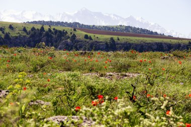 arka planda karlı dağlar yabani Lale çayır