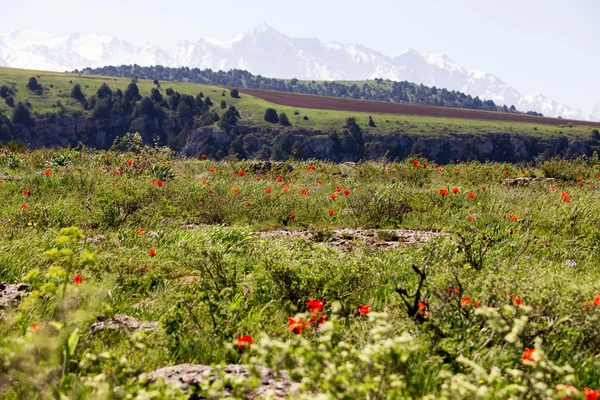 Louka divokých tulipánů na pozadí zasněžených hor — Stock fotografie