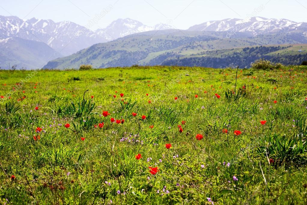 Meadow of wild tulips on the background of snowy mountains
