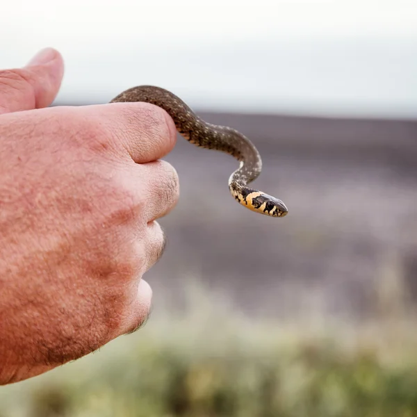 Pequeña serpiente de hierba — Foto de Stock