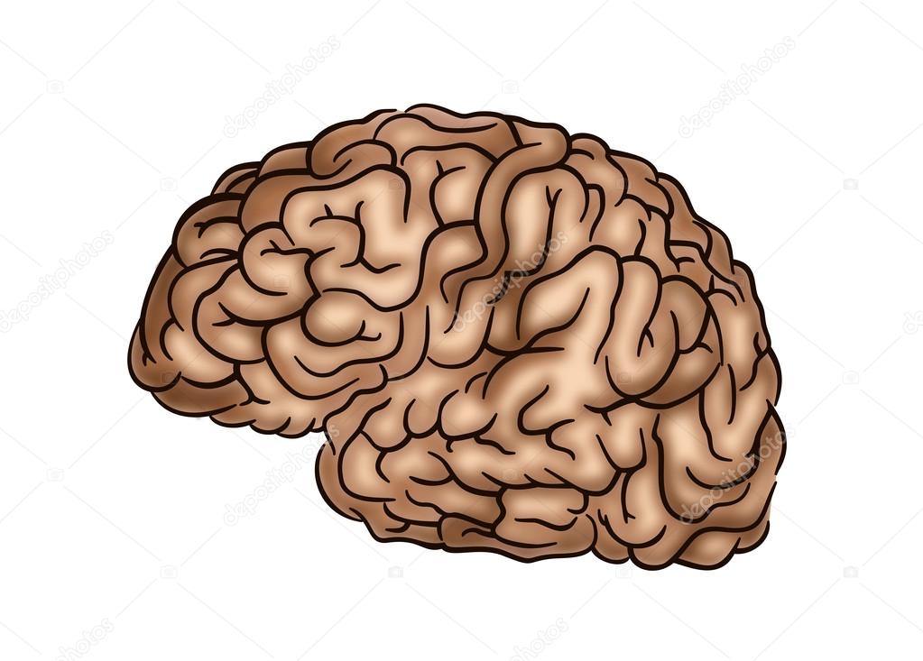 Human Brain - Illustration Stock Illustration by ©sanadesign #56639849