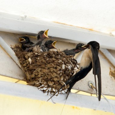 Kuşlar, kentsel alanda genç kuş besleme Swallow anne