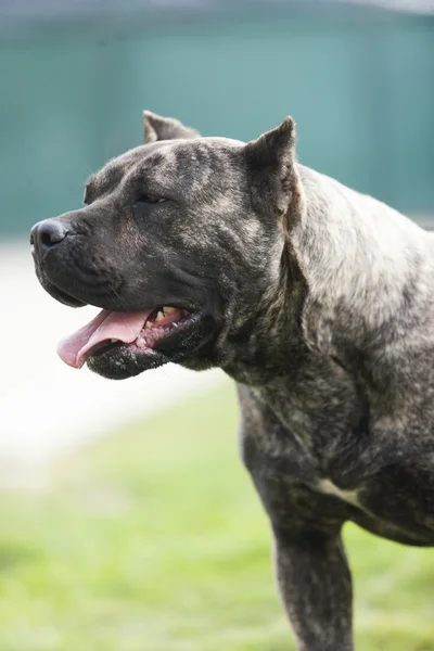 Presa Canario, dogo Canario, cão — Fotografia de Stock