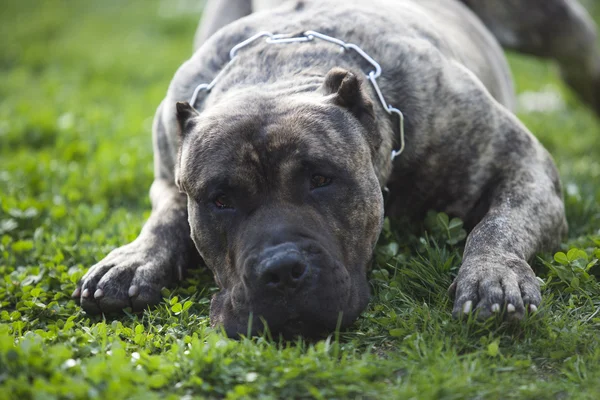 Presa Canario, dogo Canario, pies — Zdjęcie stockowe