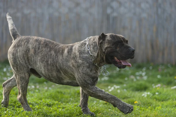 Presa Canario, dogo Canario, köpek