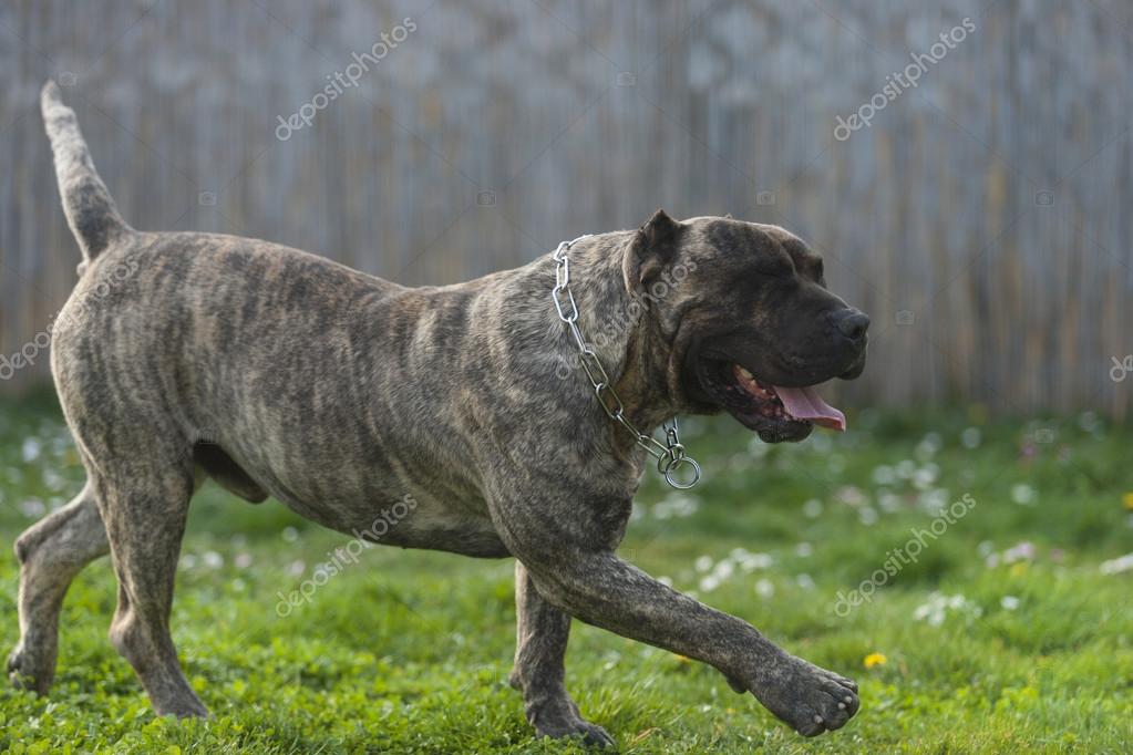 puls Dalset Delvis Presa Canario, dogo Canario, dog Stock Photo by ©Markomarcello 68691809