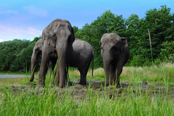 Elefanti albero sull'erba — Foto Stock
