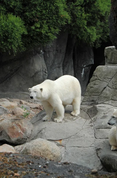 Hayvanat bahçesinde kutup ayısı — Stok fotoğraf