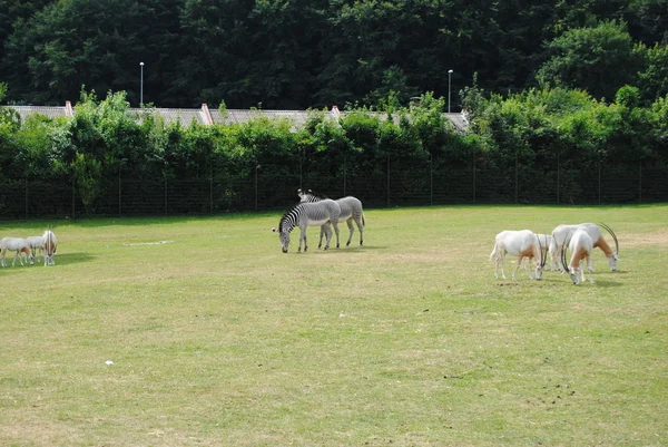 Hayvanat bahçesi hayvanları