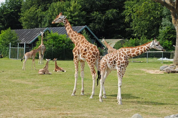 Giraffe in uno zoo — Foto Stock