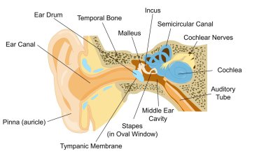 Word bölümünün kulak anatomisi