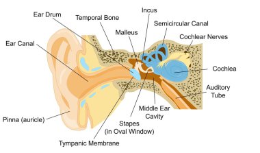 Ear Anatomy with word of part clipart