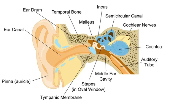 Anatomia da orelha com palavra de parte — Vetor de Stock