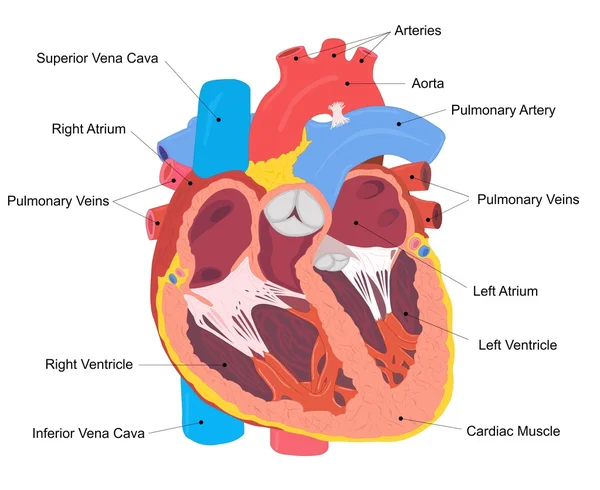 Sección transversal del corazón humano — Archivo Imágenes Vectoriales