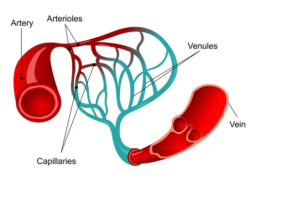 Ilustração médica capilar — Vetor de Stock