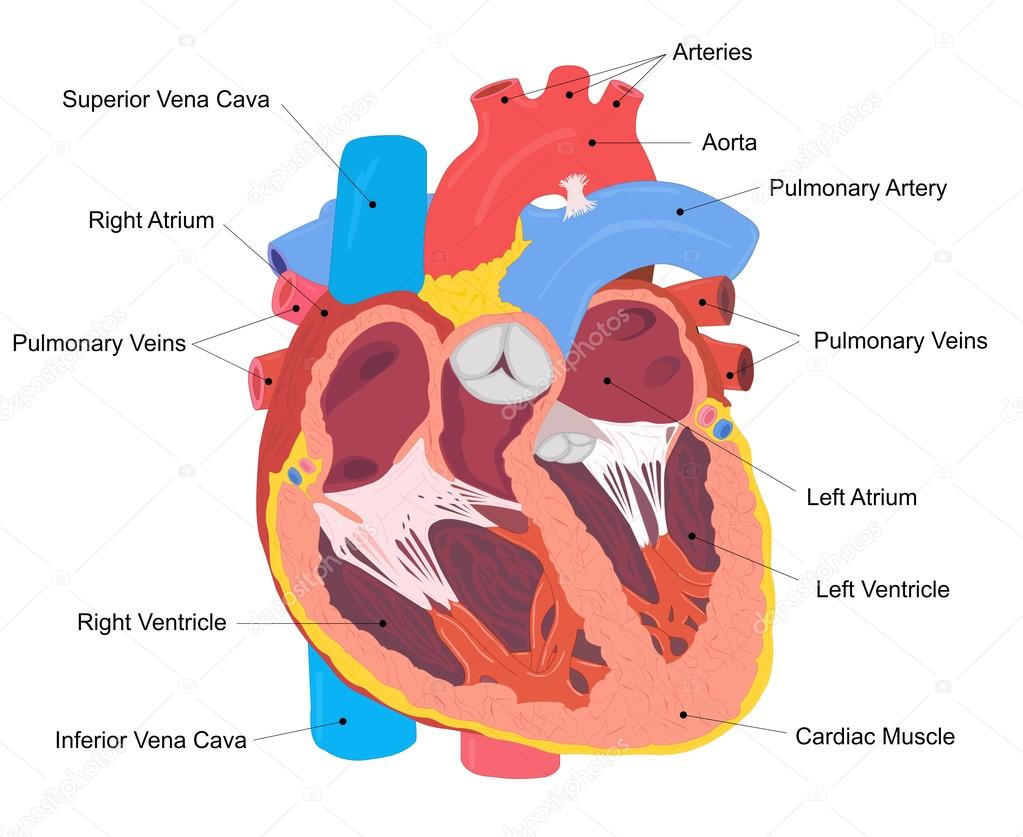 Coupe transversale du cœur humain Stock Vector by ©turhanerbas 105903684