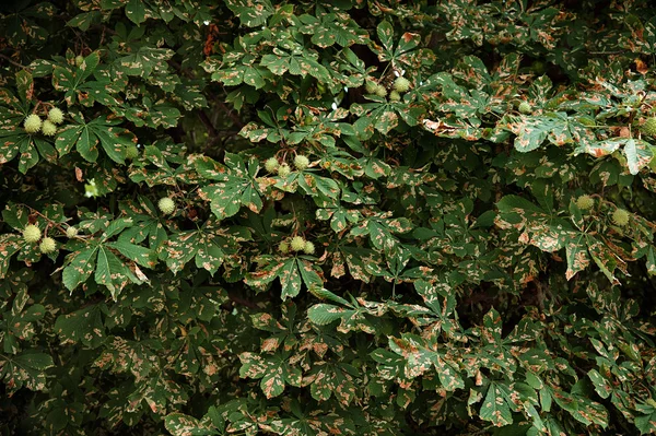 Cameraria Ohridella y hojas de castaño — Foto de Stock