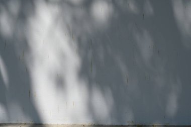 Arkaplan ve duvar kâğıdı için düşen doğal yaprak ağaç dalının soyut gri gölge arkaplanı, duvardaki doğa gölgesi deseni