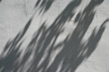 Arkaplan ve duvar kâğıdı için düşen doğal yaprak ağaç dalının soyut gri gölge arkaplanı, duvardaki doğa gölgesi deseni