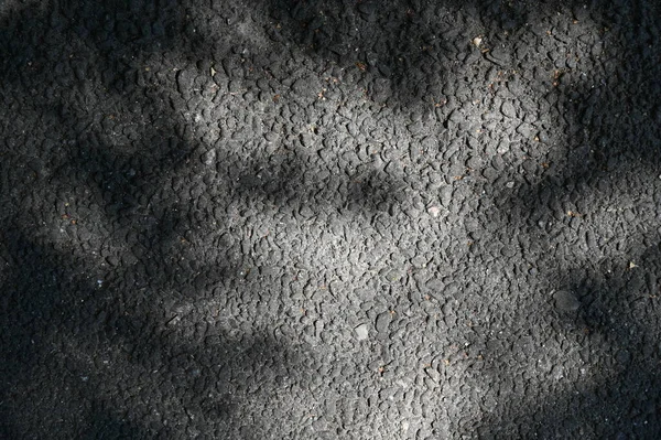 Abstrakte Graue Schatten Hintergrund Der Natürlichen Blätter Baum Zweig Fallen — Stockfoto