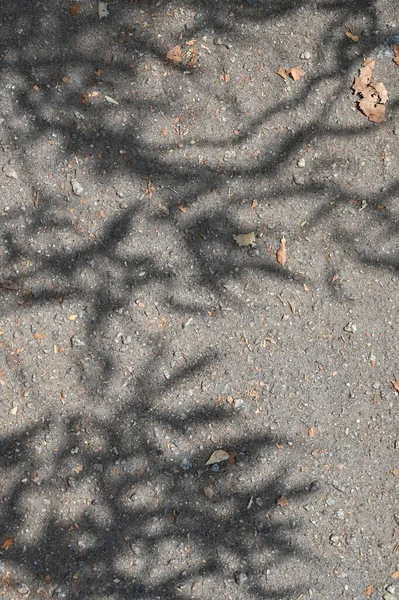 Abstrakcyjny Szary Cień Tło Naturalne Liście Drzewo Gałąź Spada Tekstury — Zdjęcie stockowe
