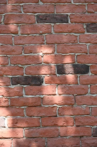 Abstrakte Graue Schatten Hintergrund Der Natürlichen Blätter Baum Zweig Fallen — Stockfoto