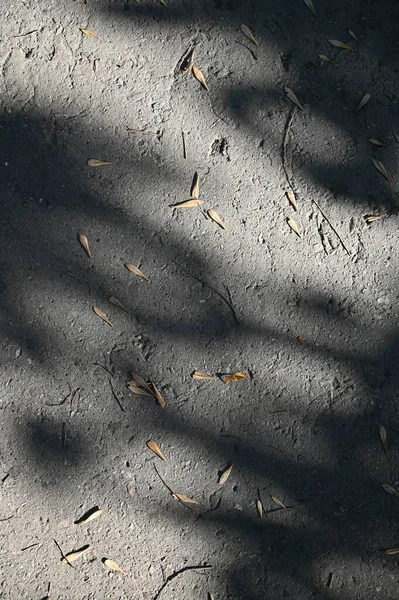 Абстрактний Сірий Фон Тіні Природного Листя Гілки Дерева Падає Текстура — стокове фото
