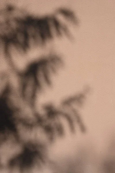 Arkaplan ve duvar kâğıdı için düşen doğal yaprak ağaç dalının soyut gri gölge arkaplanı, duvardaki doğa gölgesi deseni