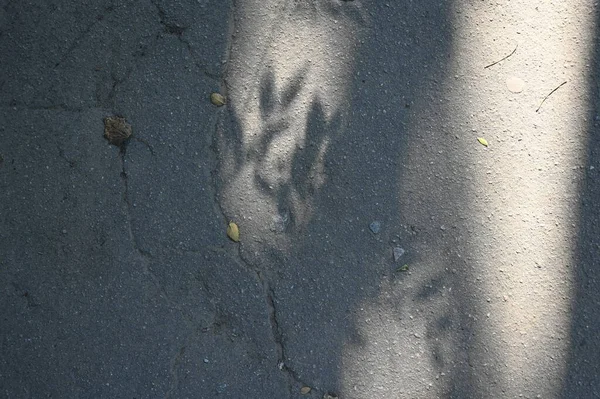 Fondo Sombra Gris Abstracto Hojas Naturales Rama Árbol Caída Pared — Foto de Stock