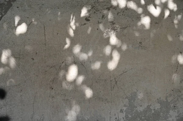 Abstraktní Šedý Stín Pozadí Přírodních Listů Strom Větev Padající Zeď — Stock fotografie