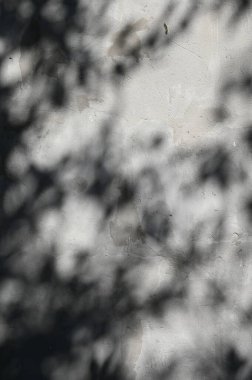 Arkaplan ve duvar kâğıdı için düşen doğal yaprak ağaç dalının soyut gri gölge arkaplanı, duvardaki doğa gölgesi deseni