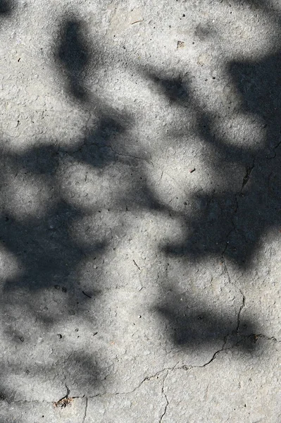 Abstract gray shadow background of natural leaves tree branch falling wall texture for background and wallpaper, nature shadow pattern art on wall