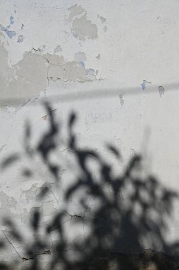 Arkaplan ve duvar kâğıdı için düşen doğal yaprak ağaç dalının soyut gri gölge arkaplanı, duvardaki doğa gölgesi deseni