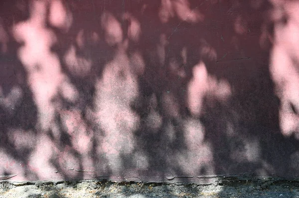 Αφηρημένη Γκρι Σκιά Φόντο Των Φυσικών Φύλλων Κλαδί Δέντρο Πτώση — Φωτογραφία Αρχείου