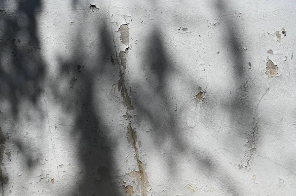 Abstract gray shadow background of natural leaves tree branch falling wall texture for background and wallpaper, nature shadow pattern art on wall