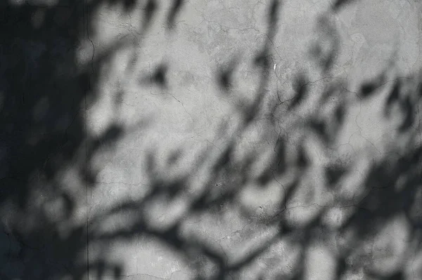 要約自然葉の灰色の影の背景木の枝背景や壁紙のための壁のテクスチャを落下 壁に自然影のパターンアート — ストック写真
