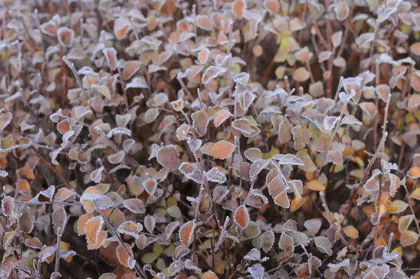Jesienny Mróz Ziemi Trawa Tekstura Tła — Zdjęcie stockowe