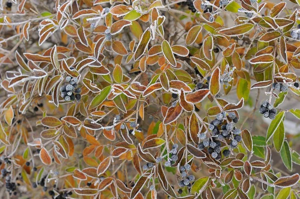 Осінні Морози Землі Траві Текстура Тла — стокове фото