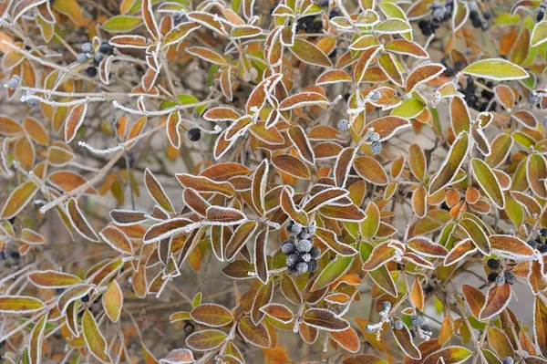 Gelée Automne Sur Sol Herbe Texture Pour Fond — Photo