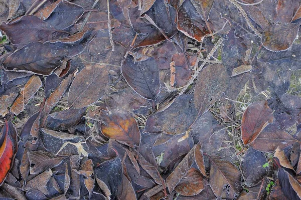 地面和草地上的秋霜 背景纹理 — 图库照片