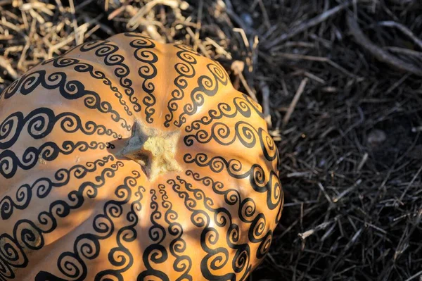 Mehendi Pumpkin Halloween Treat Background — Stock Photo, Image