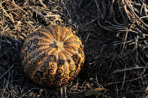 メヘンディがカボチャに ハロウィンの背景を扱う — ストック写真