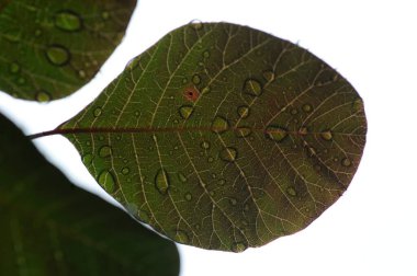 yeşil yaprak beyaz üzerinde izole.