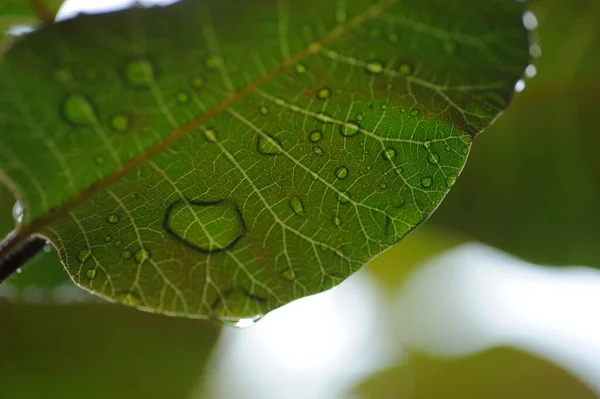 Hoja Verde Aislada Sobre Blanco — Foto de Stock