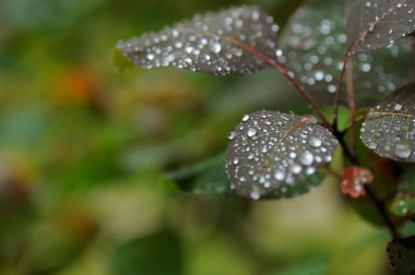 Yeşil yaprak ve su damlaları