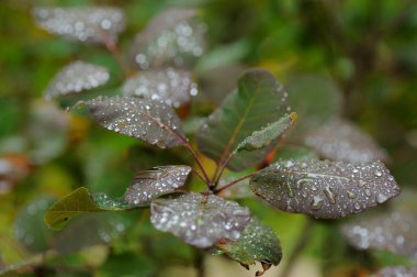 Yeşil yaprak ve su damlaları